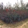 专业种植紫叶李 2-8公分红叶李 产地直销 树苗生长旺盛