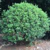 苗农种植户直销海棠球 欢迎实地看苗 采用专业起苗装车专车送货