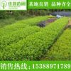 长期供应园林绿化苗木灌木球大叶栀子 工程园林绿化苗木大叶栀子