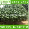 基地直销批发茶花苗木盆景 市政园林工程绿化茶花苗 绿植山茶花树