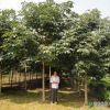 沭阳苗圃直销七叶树苗8CM~10CM七叶树苗木价格