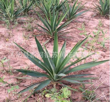 批发绿化苗 剑麻 丝兰 庭院植物 四季常青 耐寒耐旱 易成活可盆栽