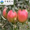 批发果树苗 突尼斯软籽石榴树苗 甜石榴苗 优质品种石榴小苗
