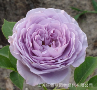 蓝色风暴月季欧洲月季 藤本植物月季苗苗圃批发