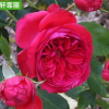 红色达芬奇月季红色月季苗圃花卉批发公园庭院绿植批发