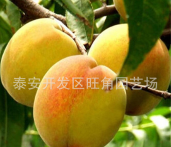 北方桃树苗批发基地 黄桃桃树苗 黄桃桃树苗新批发价格