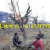 山东大枣树基地批发占地大枣树大规格枣树直径20-25-30公分大枣树