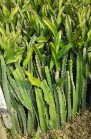 优质红心火龙果种苗