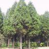 绿化工程 松树小苗 扫墓松 各种规格