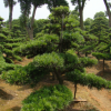 批发罗汉松 湖南精品造型罗汉松价格台湾罗汉松基地 绿化树苗木
