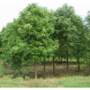 供应香樟树 香樟树苗 香樟苗3公分绿化苗木常年供应，现有现货十万头