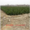 供应塔柏/蜀侩 禄兴绿化苗木基地陕西塔柏/侩柏价