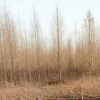 水杉*新价格/水杉报价