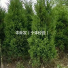 常年低价供应:蜀桧，龙柏