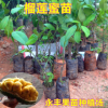果苗 榴莲蜜苗 马来西亚引进 榴莲味的菠萝蜜 南方种植