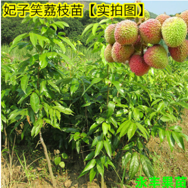 果树苗 果苗 荔枝苗 妃子笑荔枝苗 成熟早 正品保证
