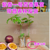 广西 百香果苗 鸡蛋果 紫香一号百香果苗(西番莲) 种植当年结果