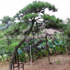 黑松树苗批发工程绿化苗木造型黑松精品盆景 庭院观赏绿植黑松苗