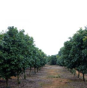 零售湖南四季桂月月桂独杆树,规格齐全