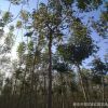 耐寒耐旱复叶槭树苗 造型优美根系发达复叶槭树苗