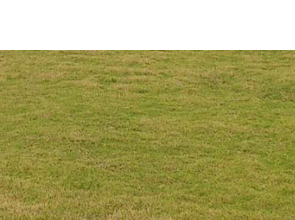 滁州绿化草坪——滁州马尼拉草坪