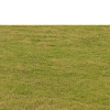 滁州绿化草坪——滁州马尼拉草坪