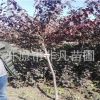 密枝红叶李树3-5公分 红叶李树 密枝红叶李容器苗
