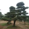 工程绿化苗木 造型黑松 基地直销 现货供应 精品黑松批发价格