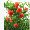 批发供应石榴苗 观赏植物 精品花石榴苗 全年开花 全年结果