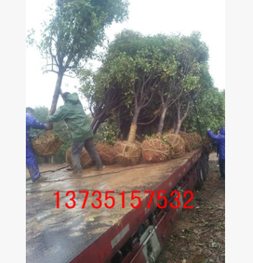 10公分高杆红叶石楠树 主要发往云南 贵州
