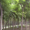 合欢
