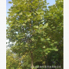 杂交马褂木（米径17cm）安徽苗圃自产自销