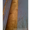 杂交马褂木（米径15cm）安徽苗圃自产自销