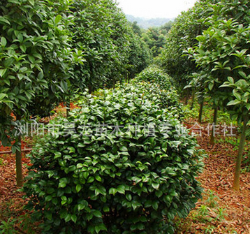 山茶花树 园林/庭院景观植物 基地直供 批发价高品质茶花/茶树
