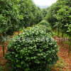 山茶花树 园林/庭院景观植物 基地直供 批发价高品质茶花/茶树