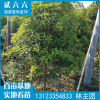 小叶金桂绿植丹桂批发 厂家直销八月桂6-7公分苗木 庭院园林工程
