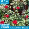 欧洲月季厂家直销批发花卉盆栽绿化 室内阳台庭院园林绿化工程