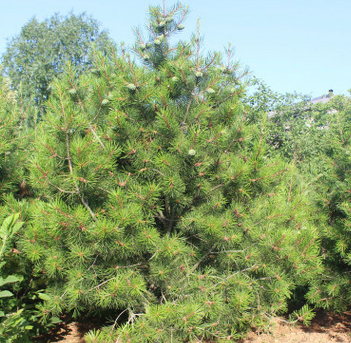 直销批发白皮松树 2—3米庭院绿化树白皮松 长期供应