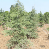 批发3米雪松7 8 9米高雪松树 现场选树 工程绿化树 精品雪松