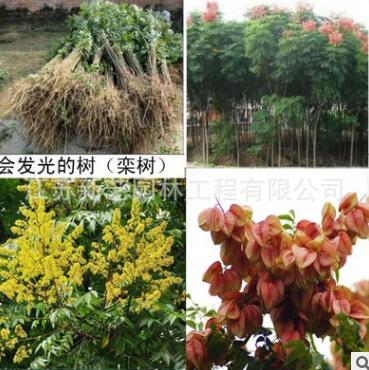 室外庭院观叶树种北京栾树开花绿化街道树苗圃基地直销黄山栾树图3