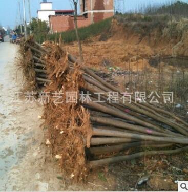 室外庭院观叶树种北京栾树开花绿化街道树苗圃基地直销黄山栾树图2