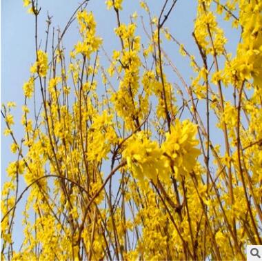 耐寒耐旱连翘丛生树苗 黄老虎小苗 东北连翘盆栽绿化基地直销图3