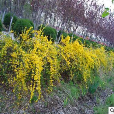 耐寒耐旱连翘丛生树苗 黄老虎小苗 东北连翘盆栽绿化基地直销图2