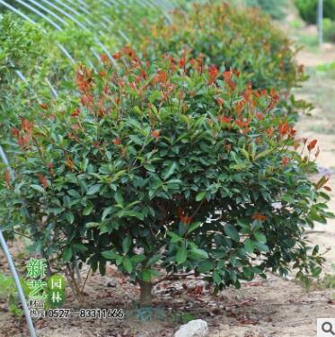红叶石楠灌木红叶石楠球红叶石楠红头石楠彩色绿化苗木红罗宾树苗图3