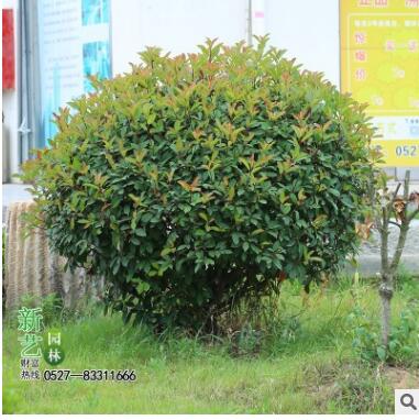 红叶石楠灌木红叶石楠球红叶石楠红头石楠彩色绿化苗木红罗宾树苗图2