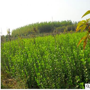 基地直销大叶黄杨树苗 卫矛床苗 扦插苗 根系好 卫矛小苗 工程苗图2