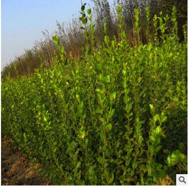 基地直销大叶黄杨树苗 卫矛床苗 扦插苗 根系好 卫矛小苗 工程苗图3