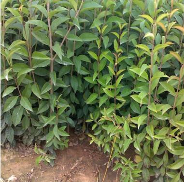 绿化苗木行道树景观高杆大叶女贞树苗金叶女贞小苗小叶树苗批发图2