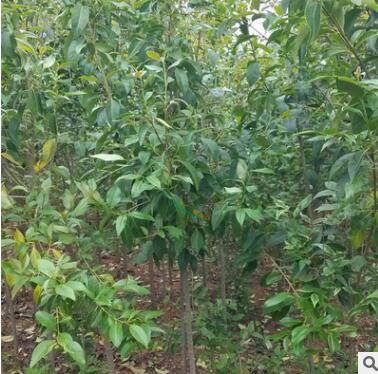 绿化苗木行道树景观高杆大叶女贞树苗金叶女贞小苗小叶树苗批发图3