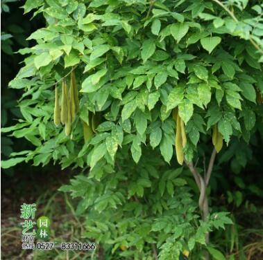 室外庭院紫藤树苗多花紫藤花树红枫攀援爬藤植物围墙盆栽紫藤萝苗图3